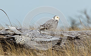 Snowy Owl (Bubo scandiacus). photo